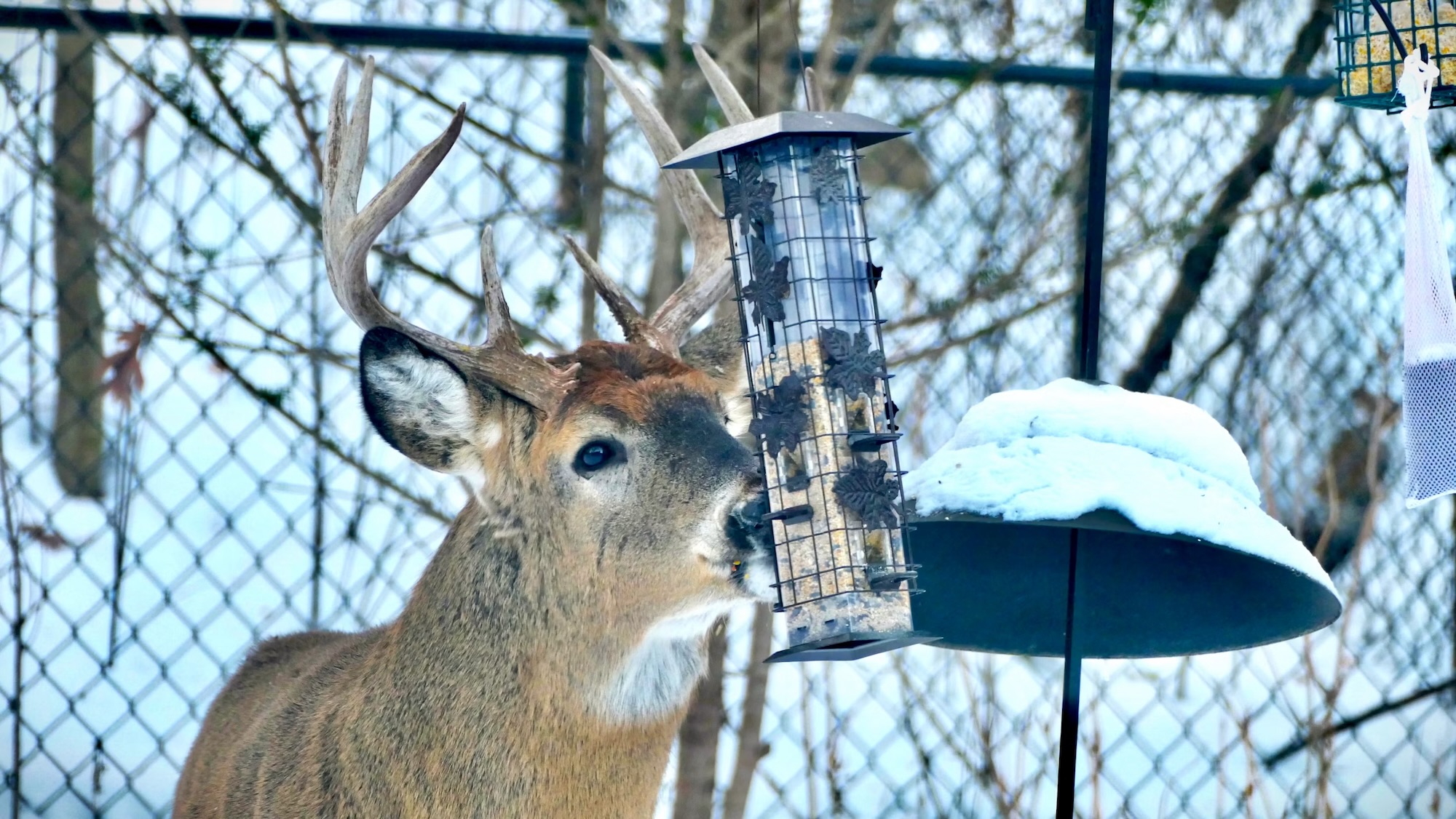Wildlife attractant near a rural property