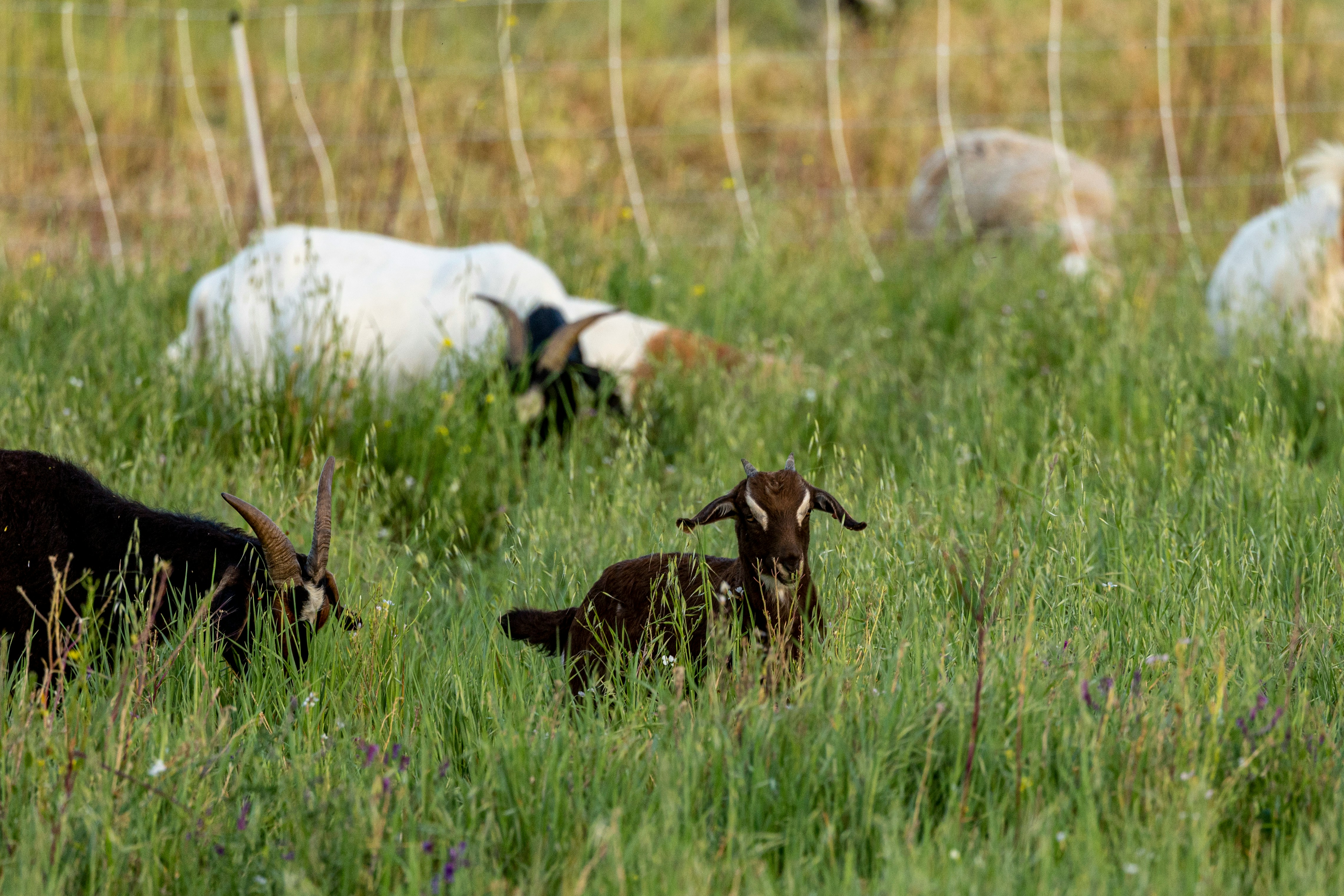 Goats grazing in an open pasture