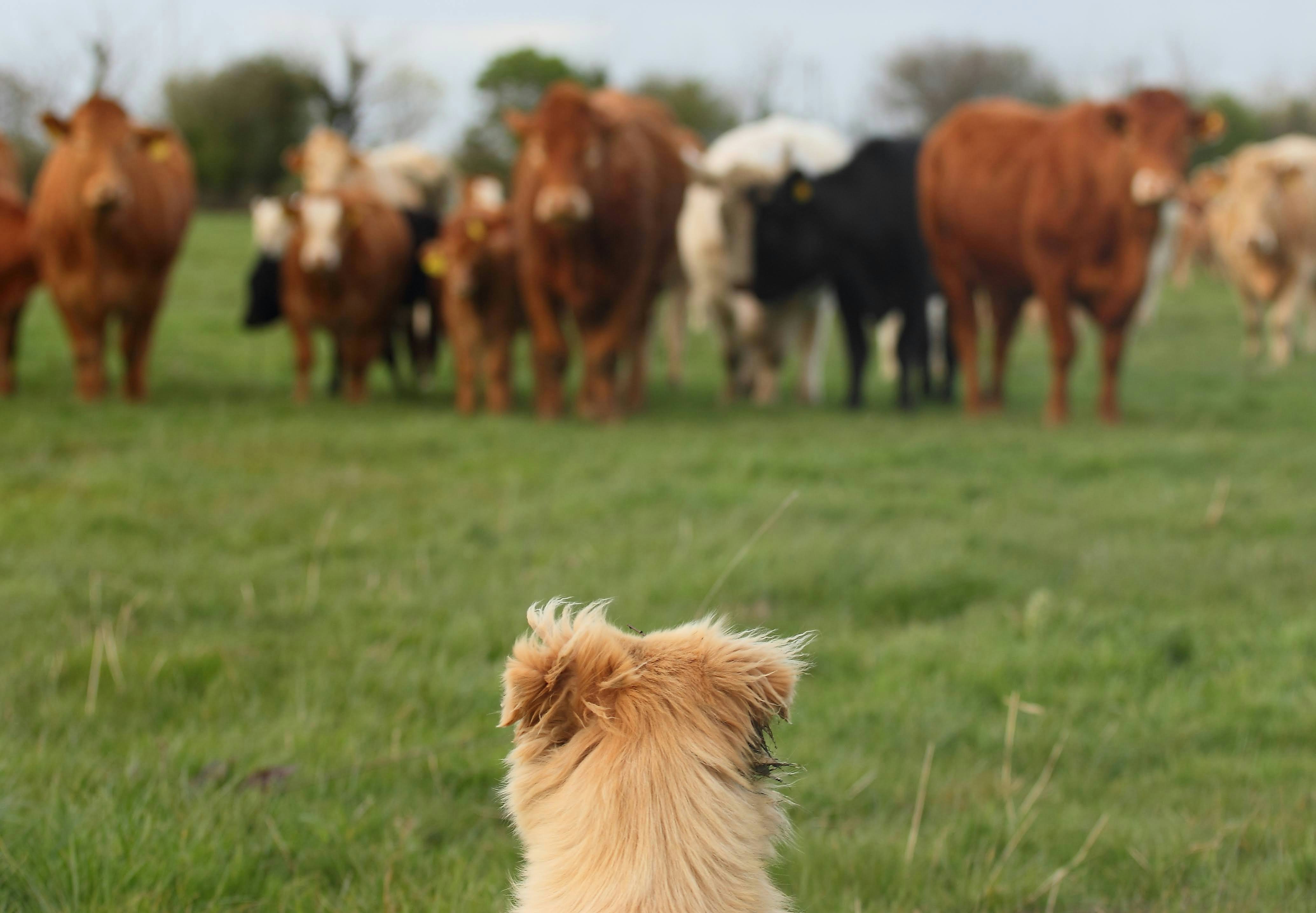 Livestock in a green pasture