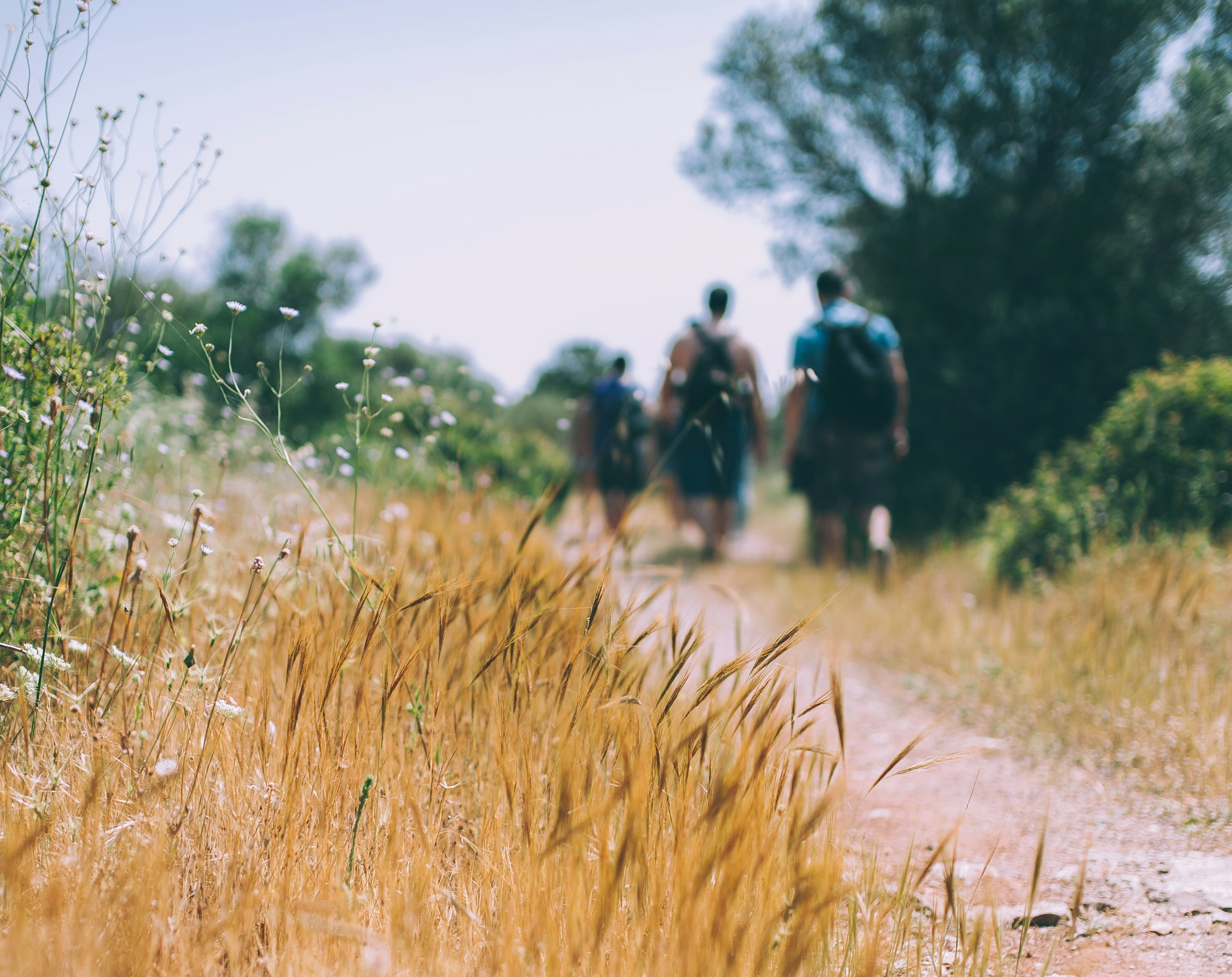 Hiker traveling through wildlife habitat