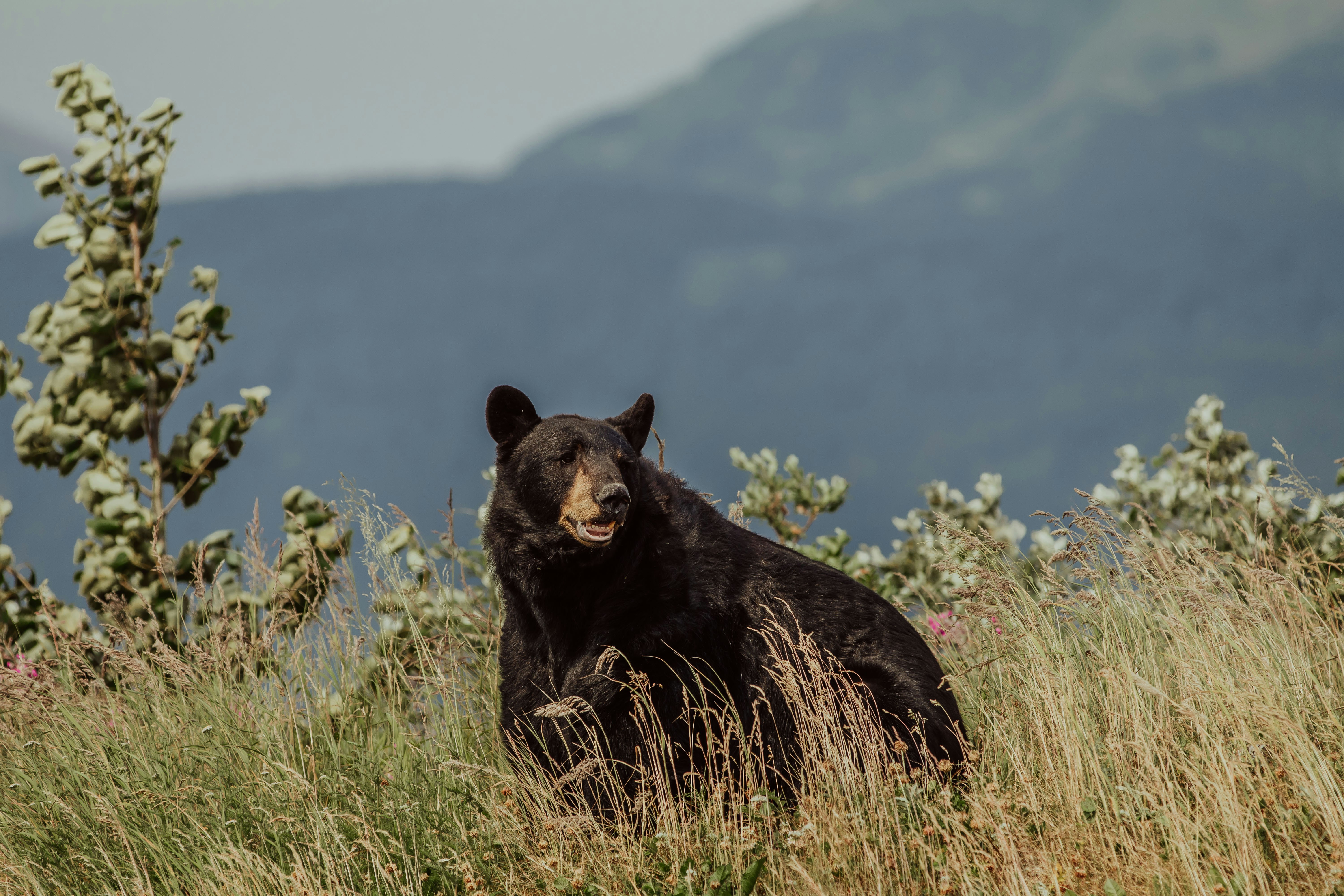Black bear standing in a mountain landscape