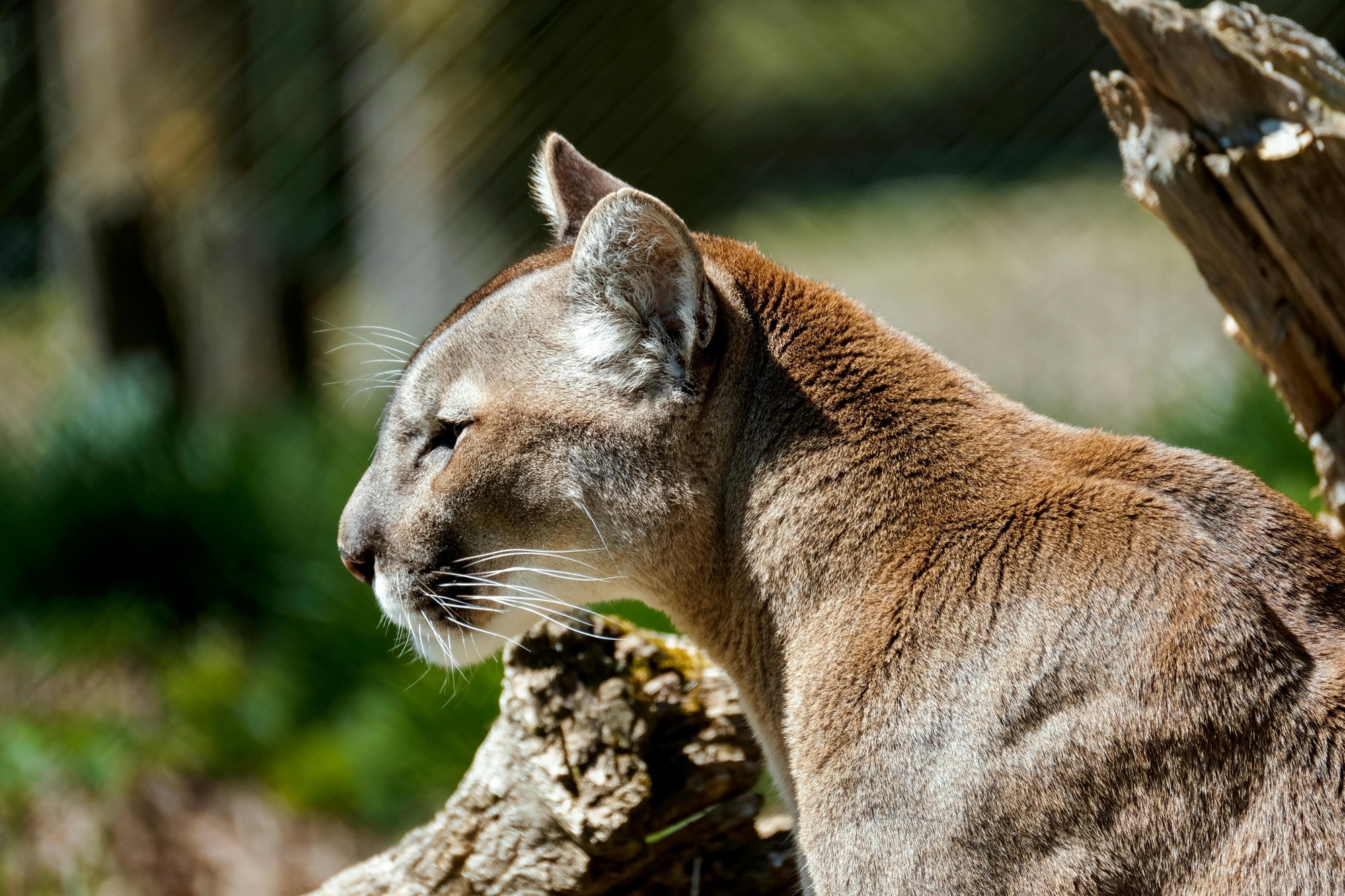 Mountain lion in its natural habitat