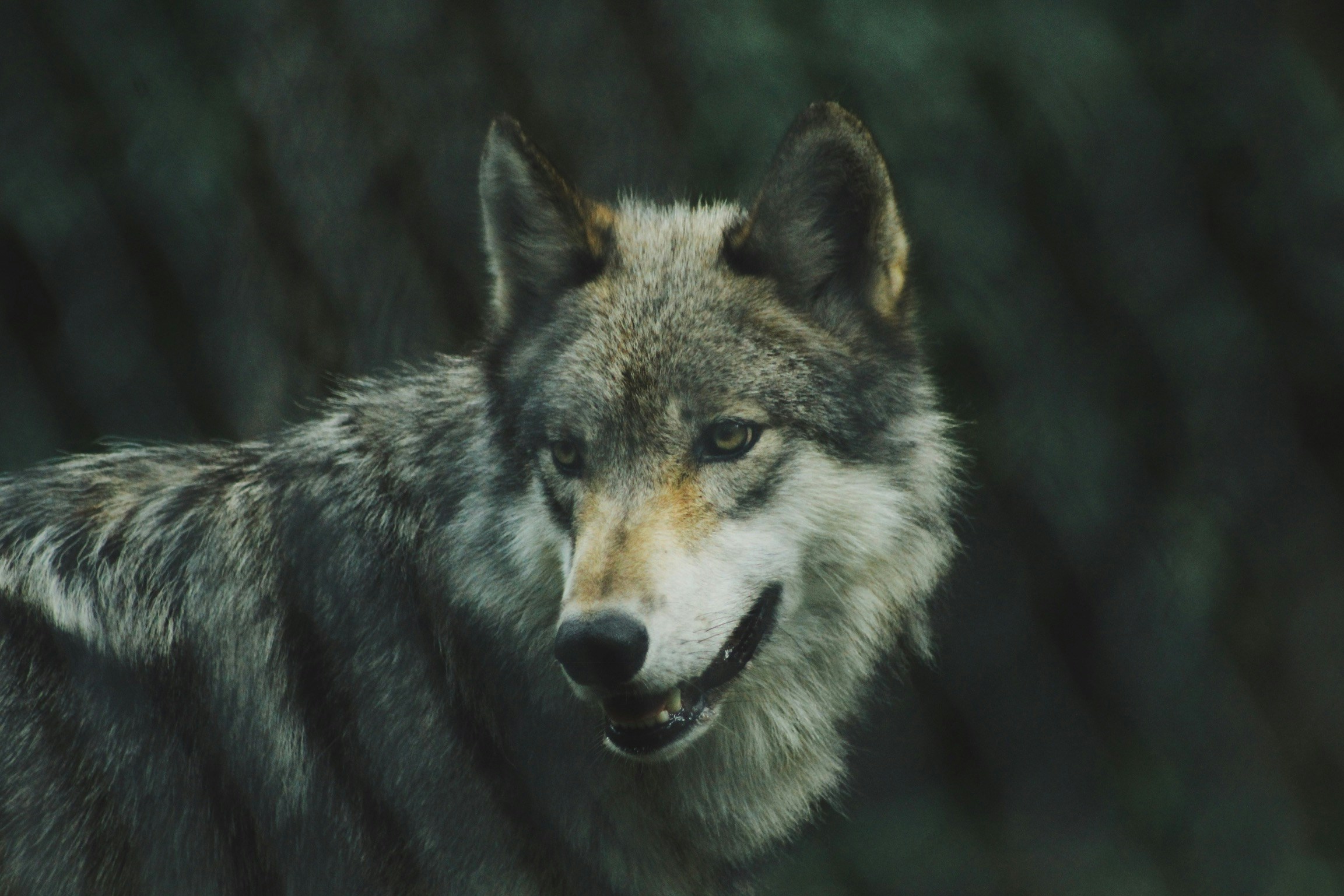 Gray wolf in its natural habitat