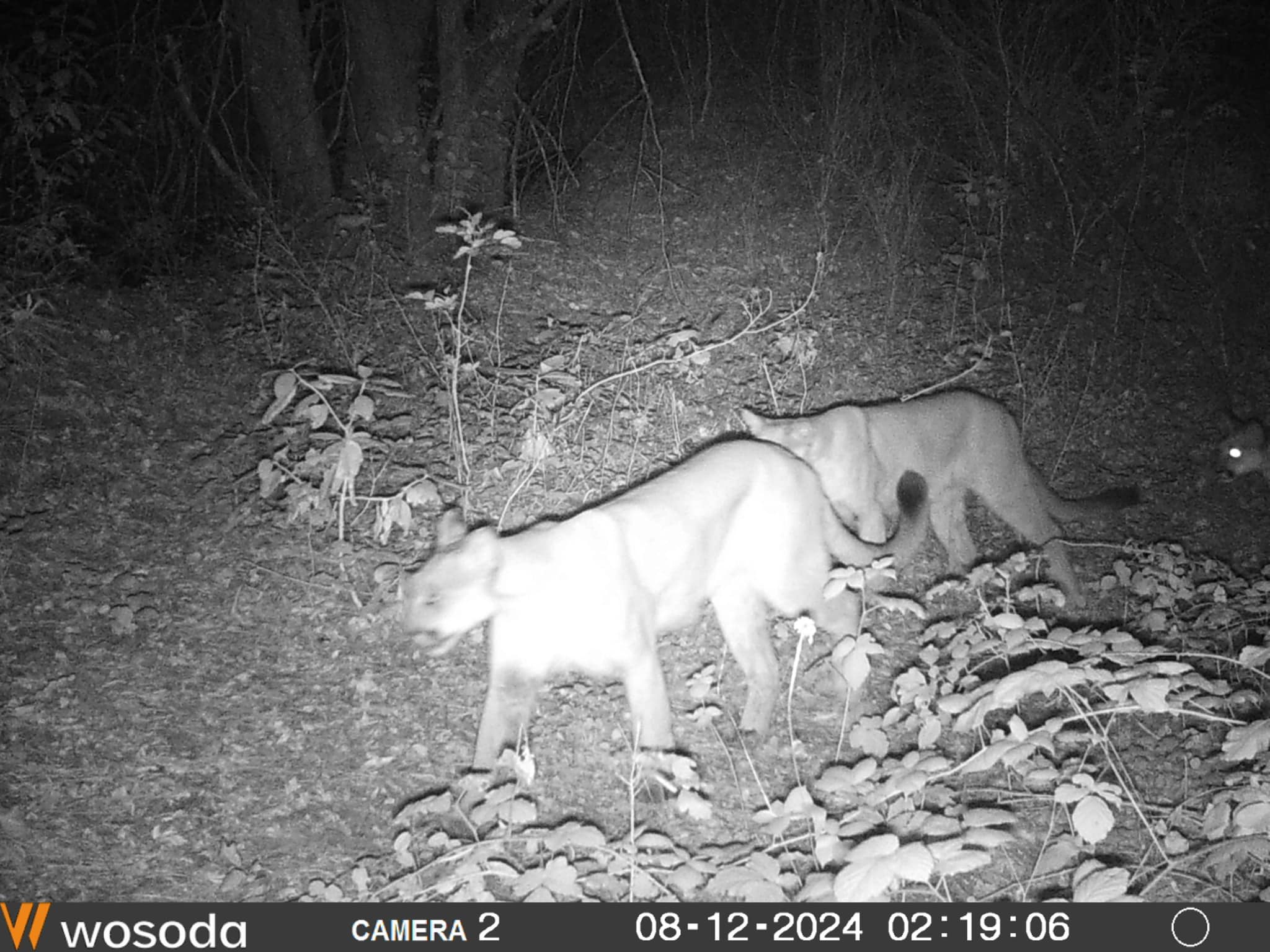 Two mountain lions captured together on a trail camera