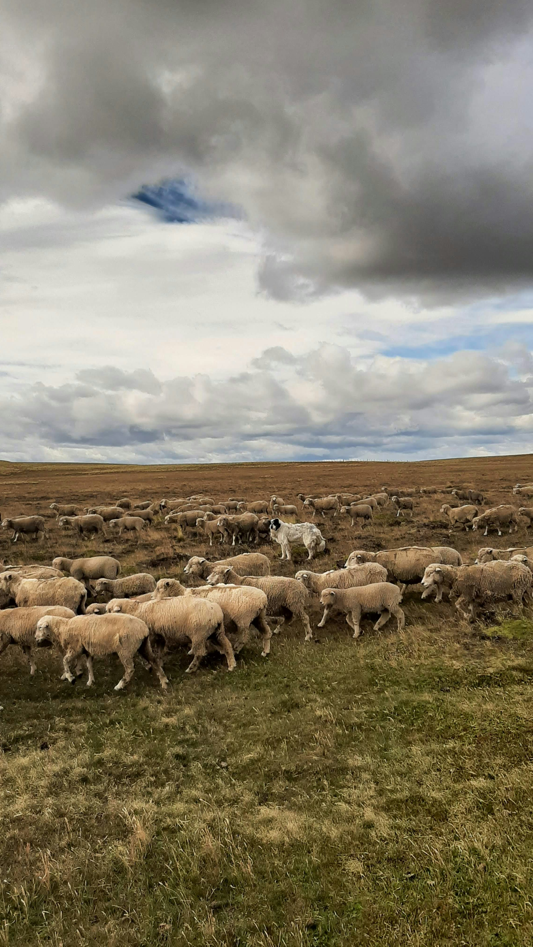 Livestock in a fenced pasture